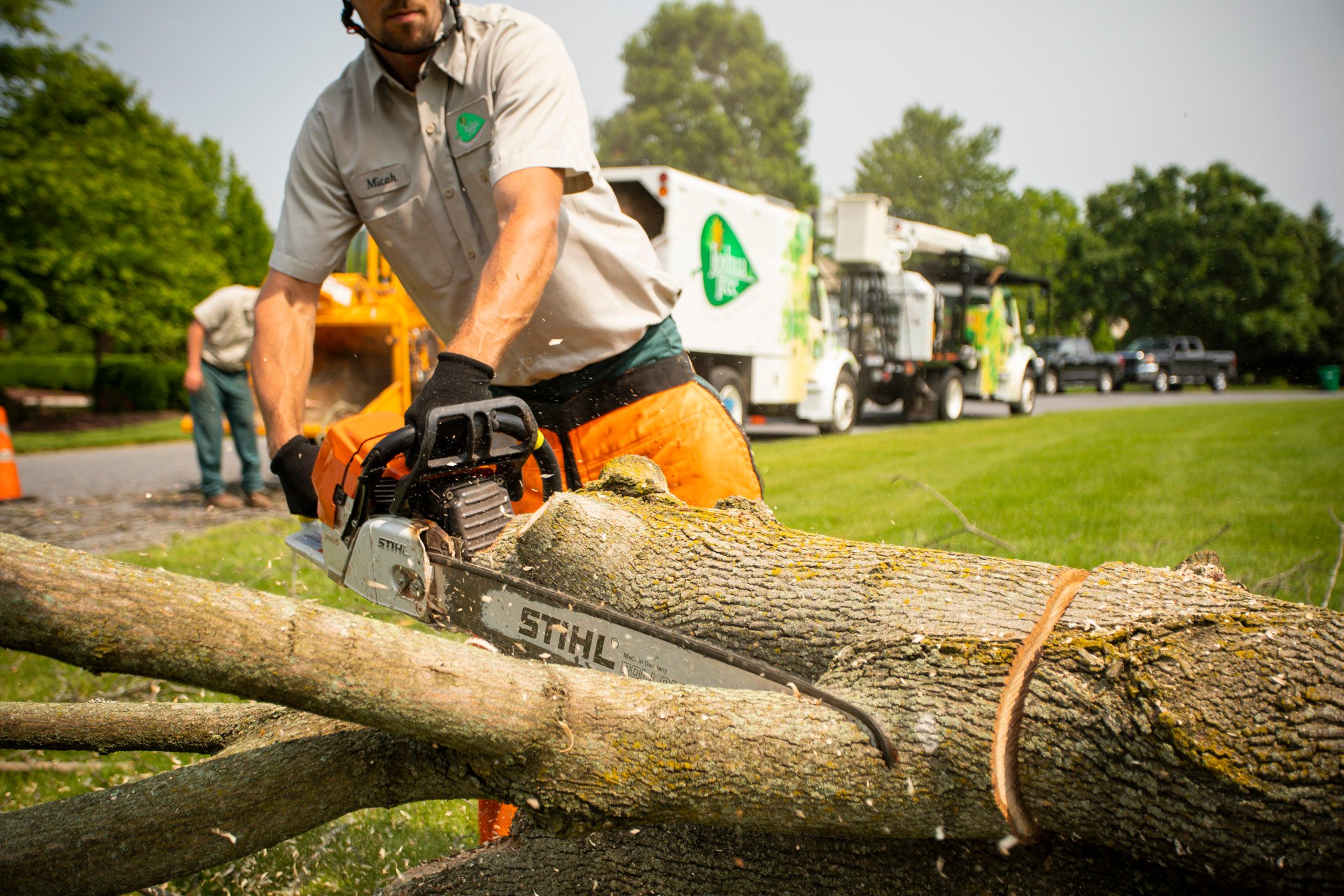 Tree crew cutting and removing a large tree