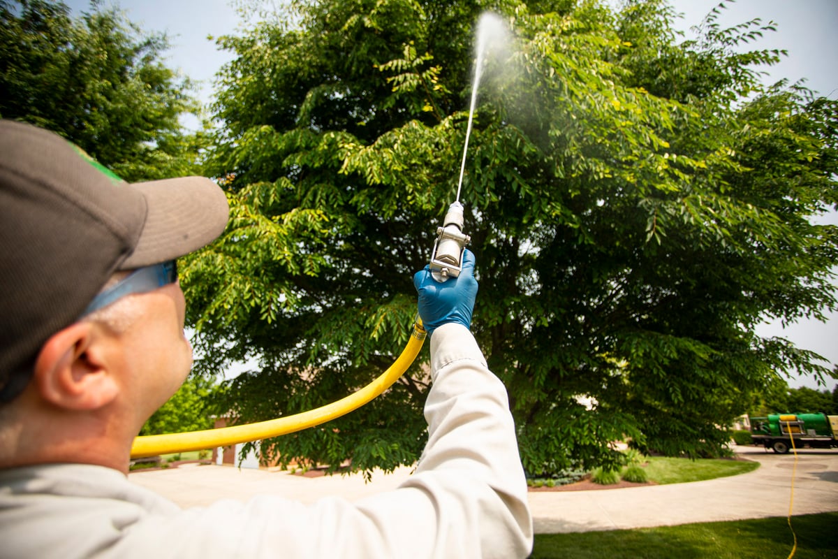 technician spraying tree