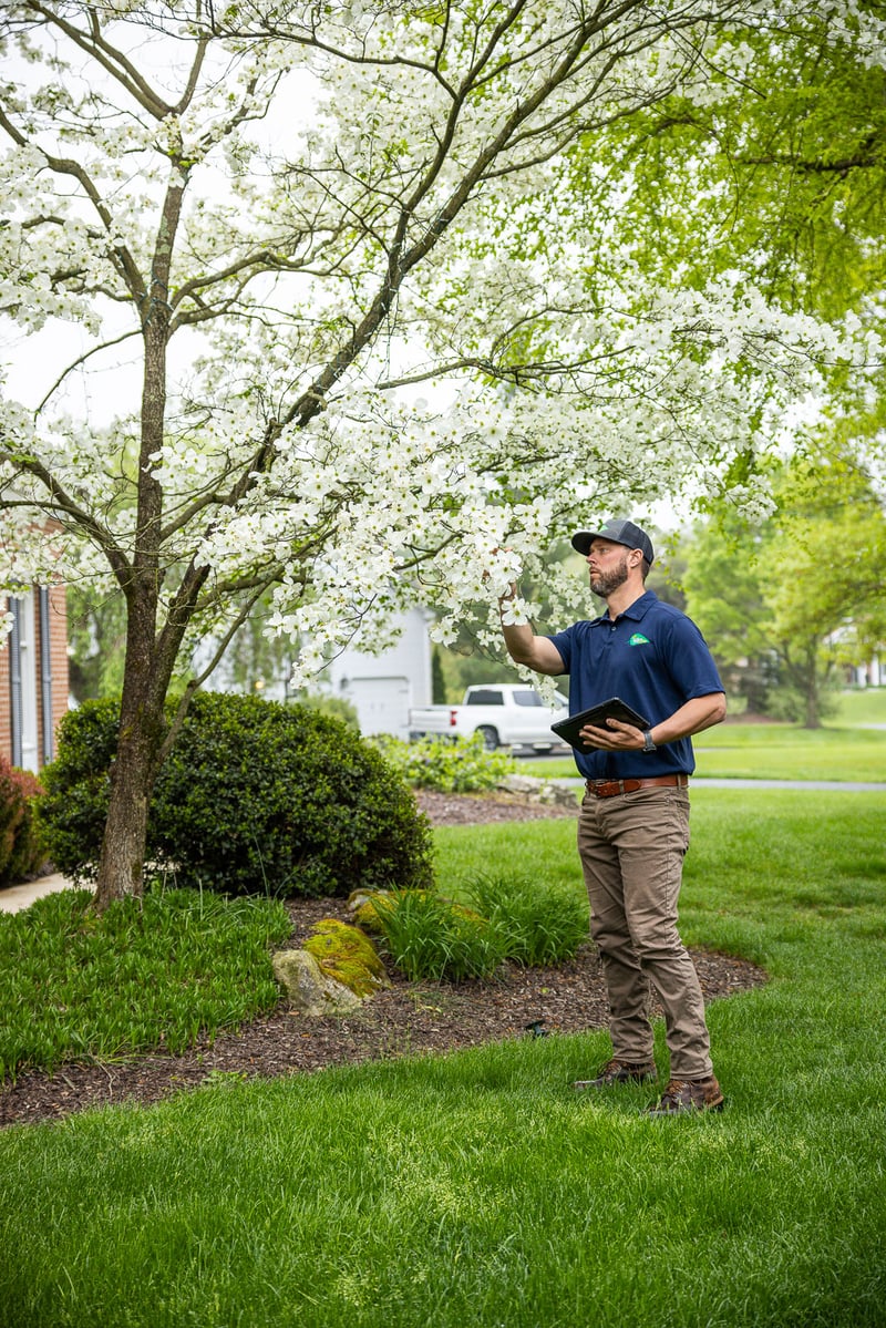 arborist inspecting a flowering ornamental tree in a foundation bed 2 arborist inspecting a flowering ornamental tree in a foundation bed 2