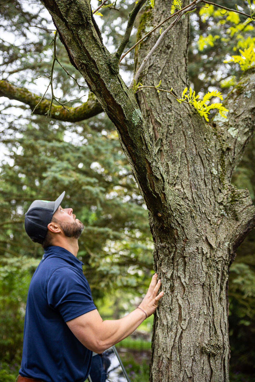 arborist inspecting the trunk of a tree in a mulch bed 4