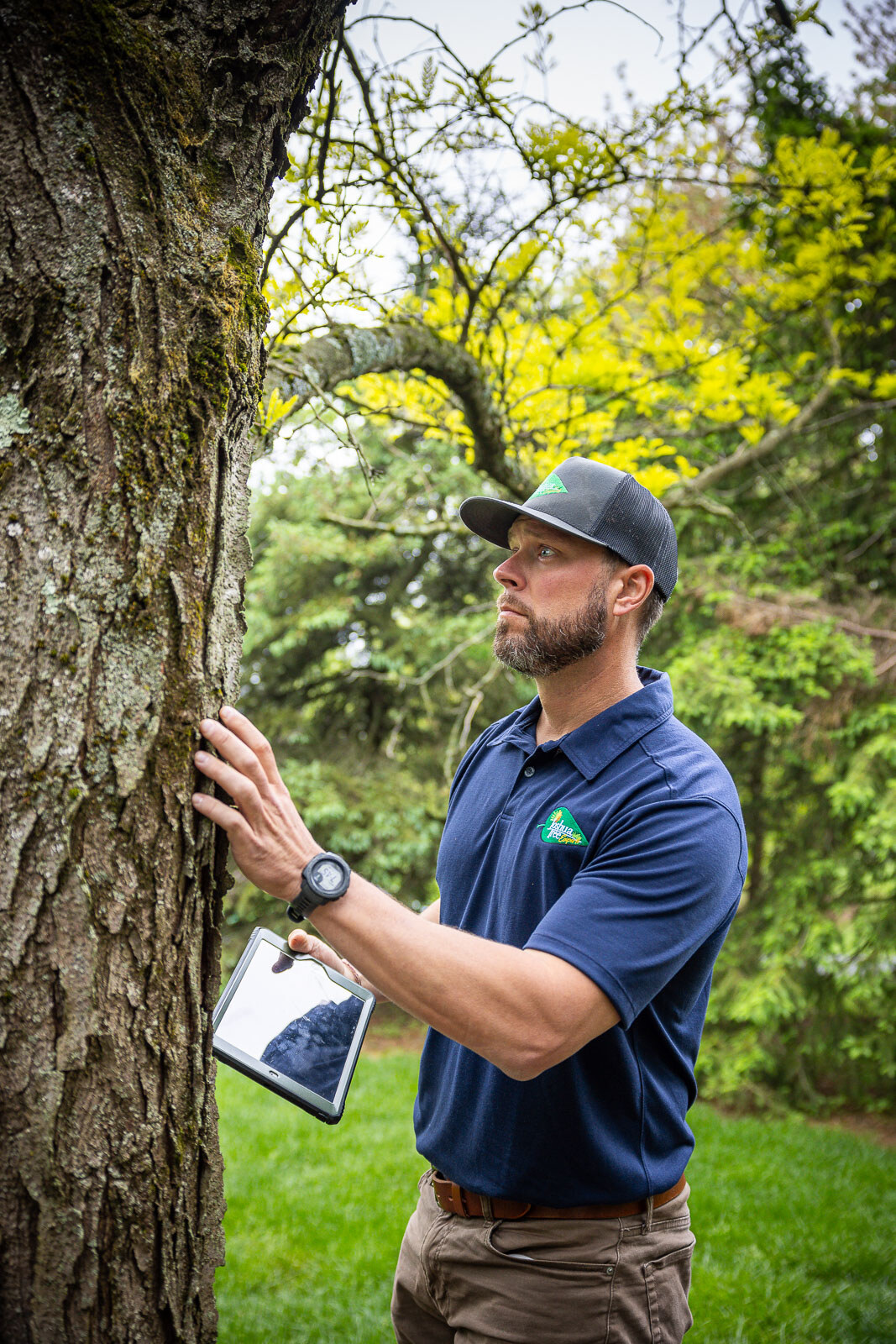 arborist inspecting the trunk of a tree in a mulch bed 5 arborist inspecting the trunk of a tree in a mulch bed 5