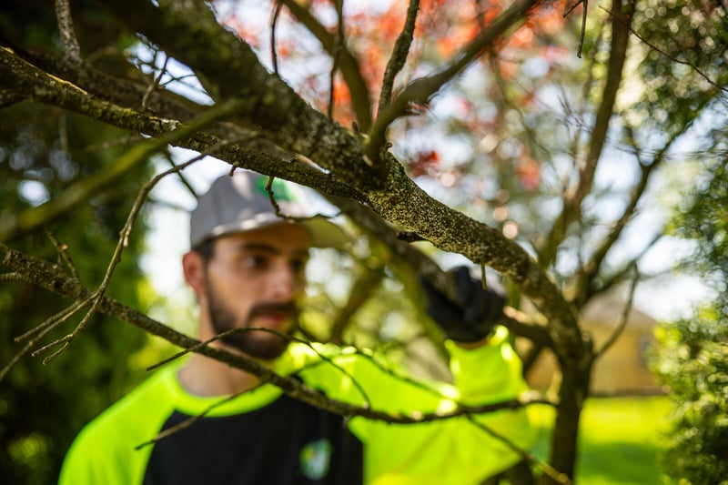 arborist inspecting tree branches
