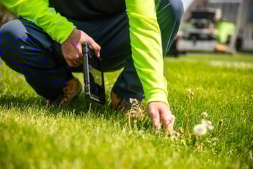 lawn care professional inspecting weeds in a nice lawn