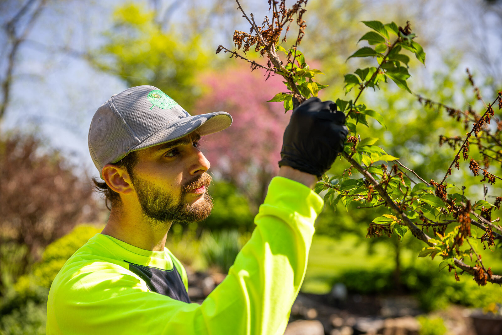 plant health care technician inspecting an ornamental tree