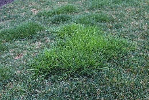 Orchardgrass in lawn