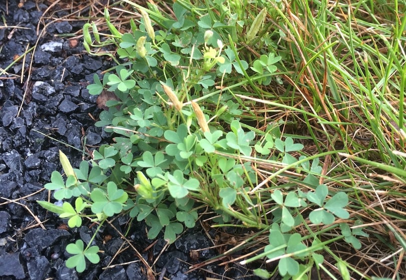 oxalis lawn weed in summer