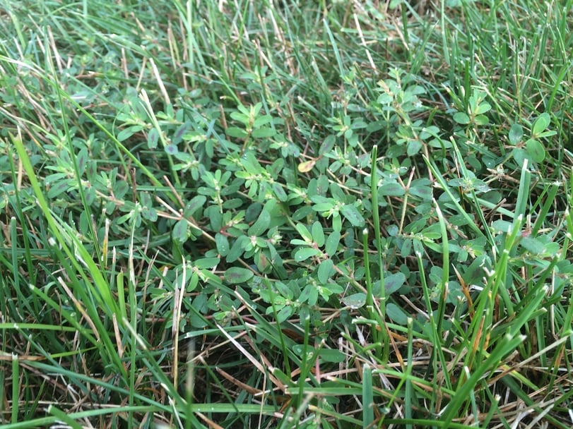 Spotted Spurge in lawn