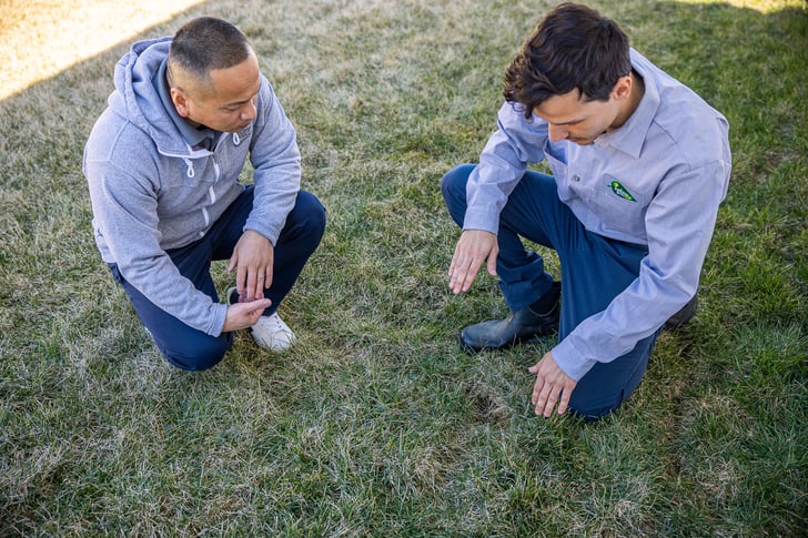lawn care technician and customer inspecting a dormant lawn