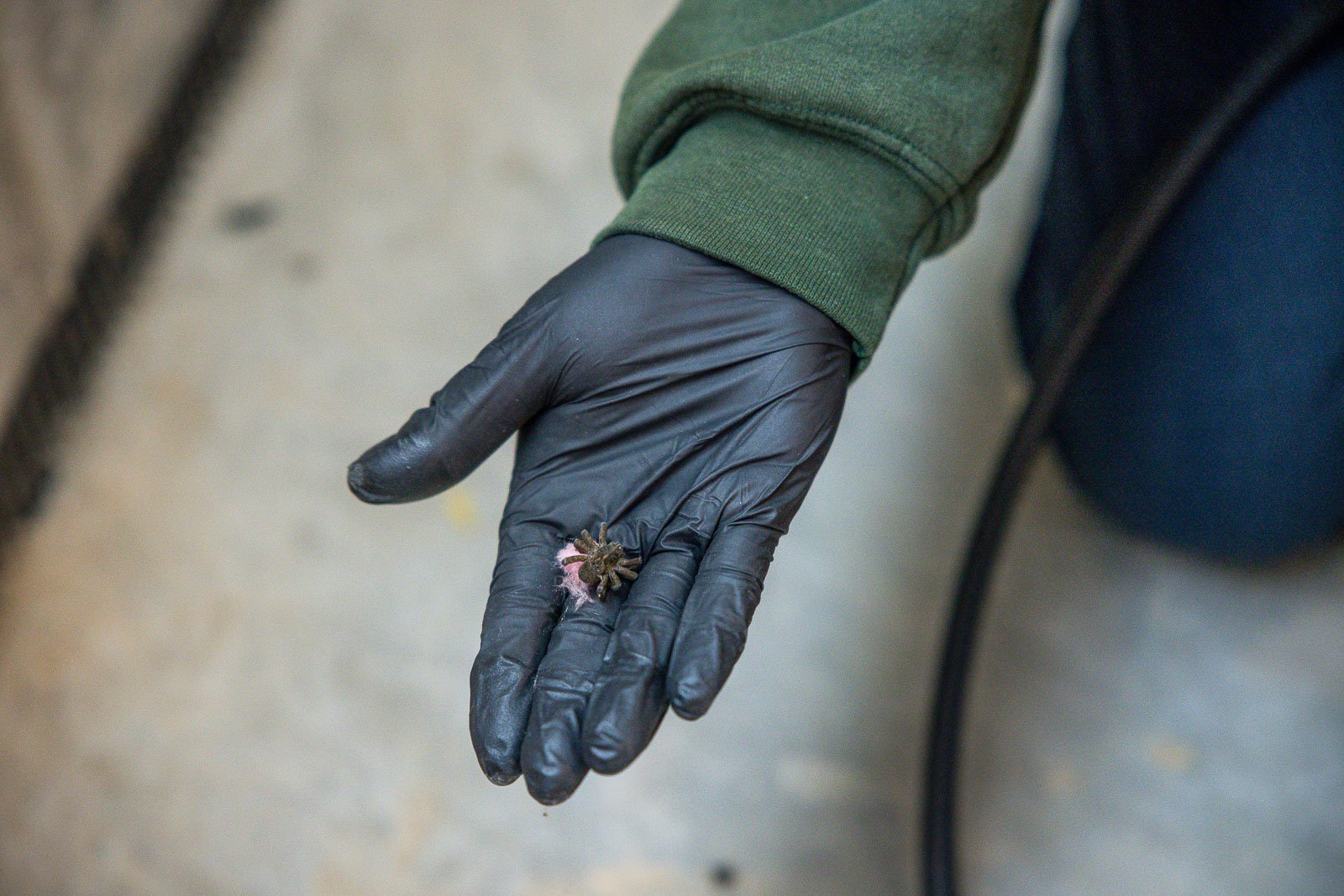 pest control technician holding a spider found in garage insulation