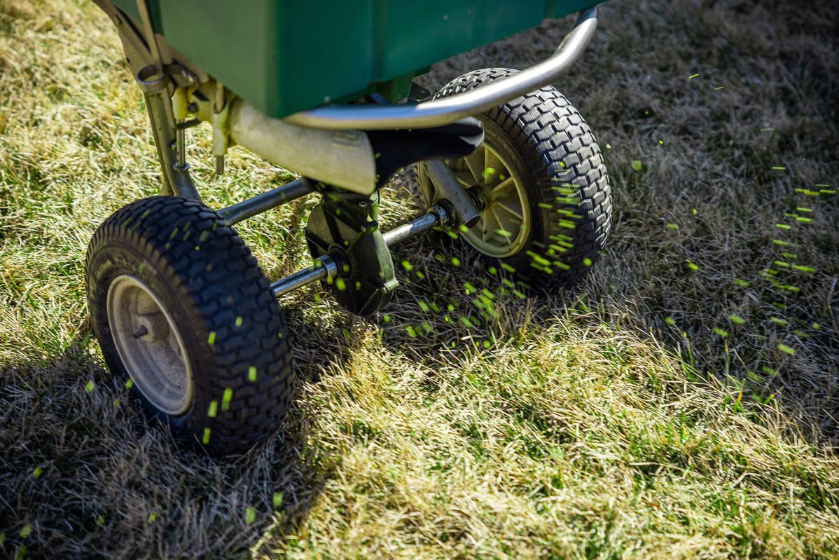 granular fertilizer being spread on dormant grass