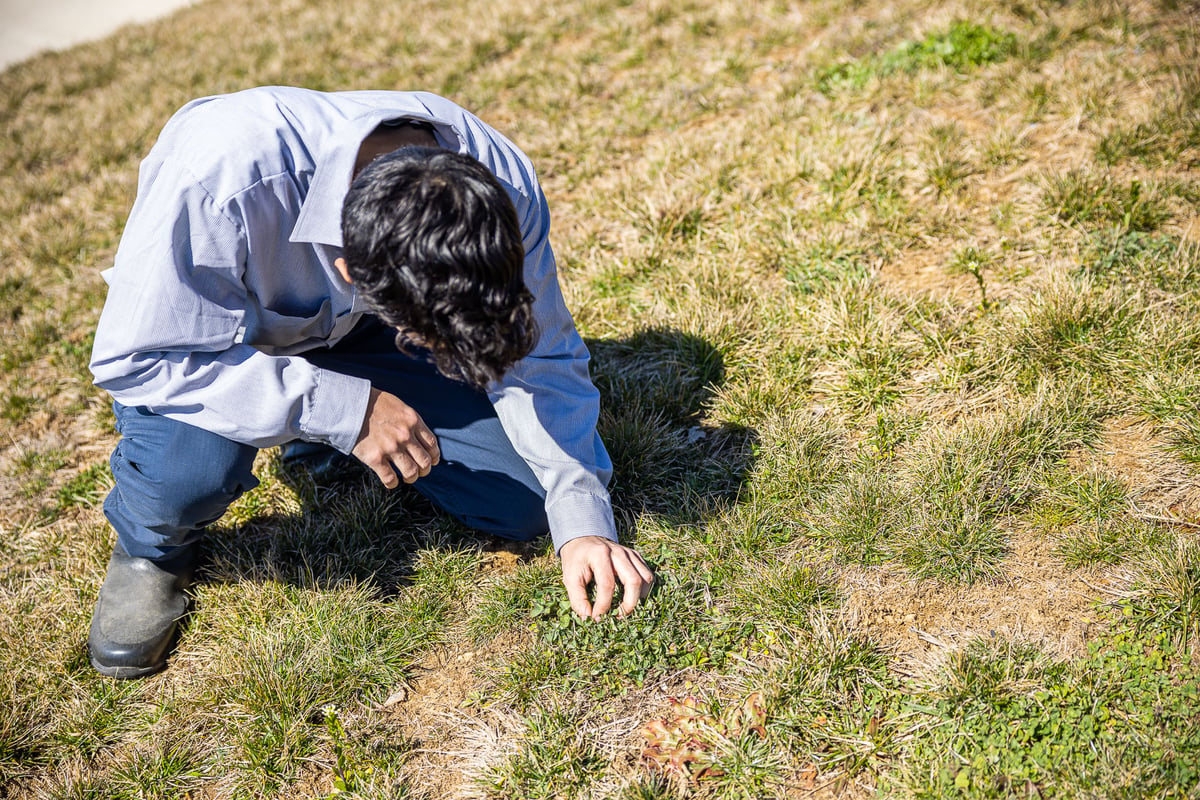 lawn care expert inspects grass