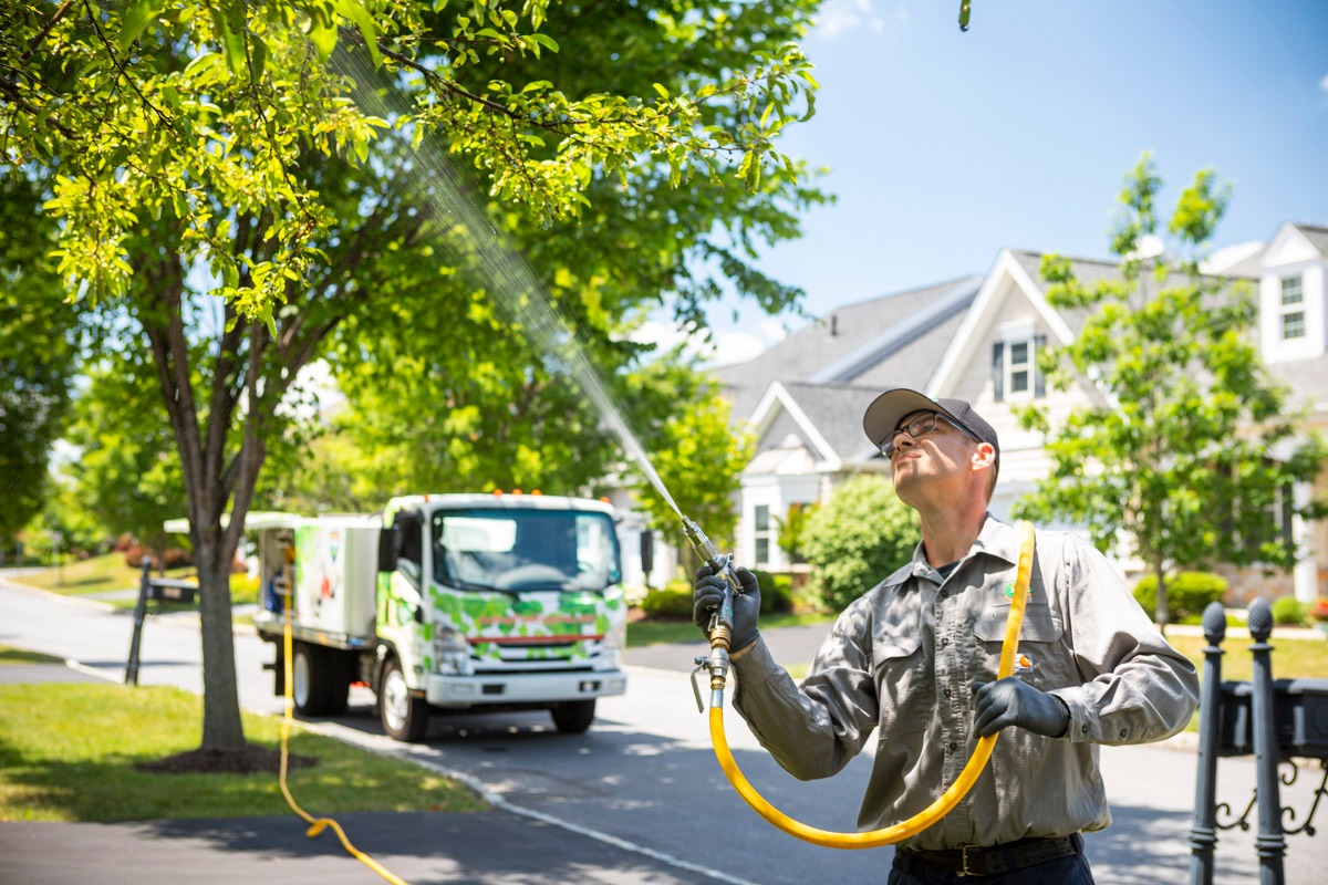 Joshua tree technician spraying tree