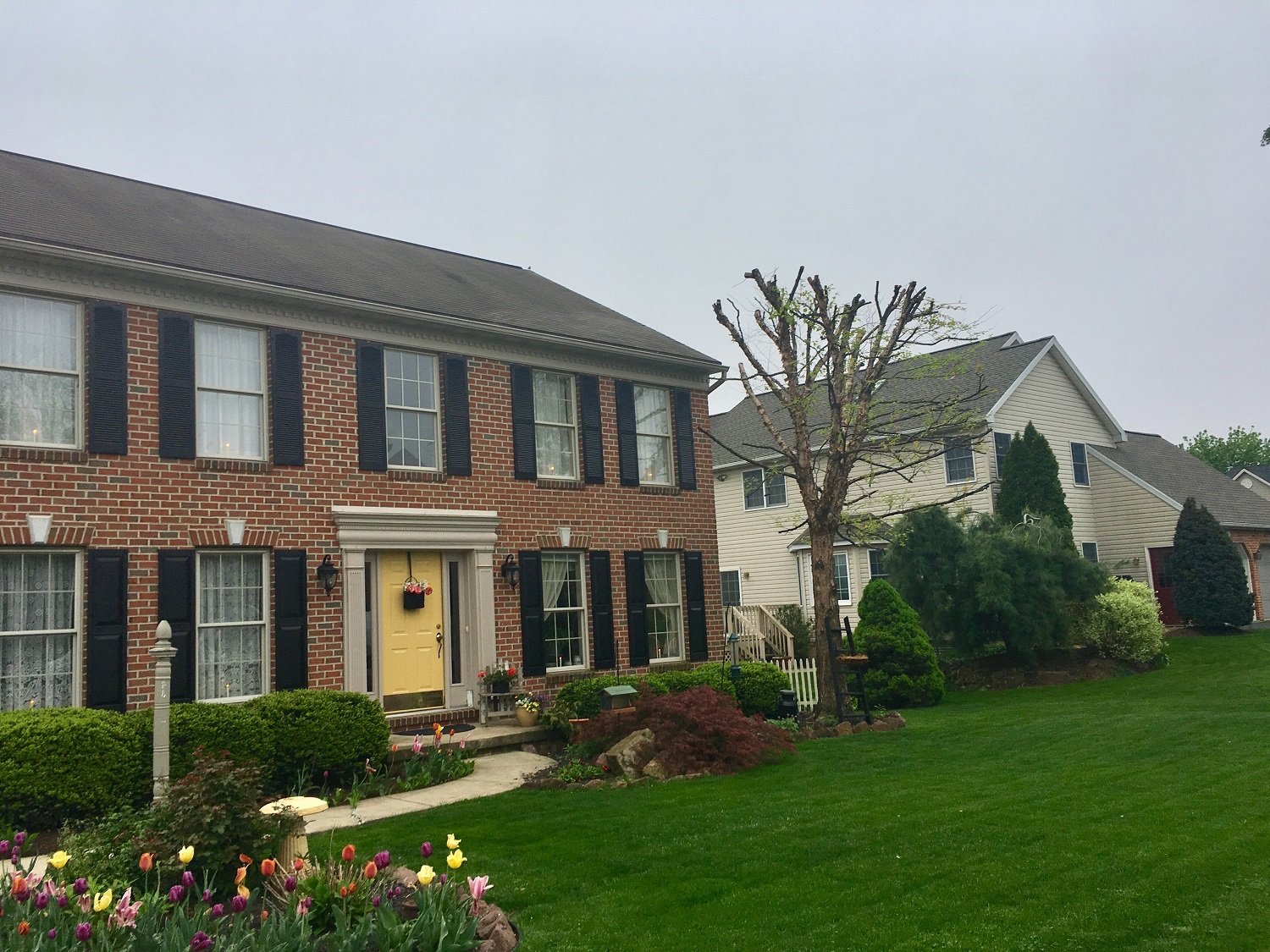 Tree with tree topping pruning