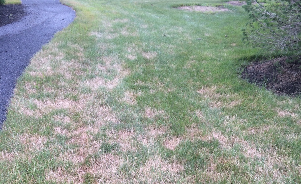lawn disease on grass along walkway