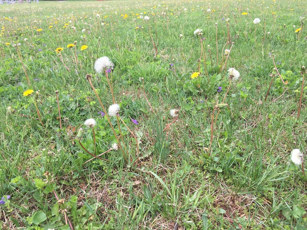 lawn filled with weeds