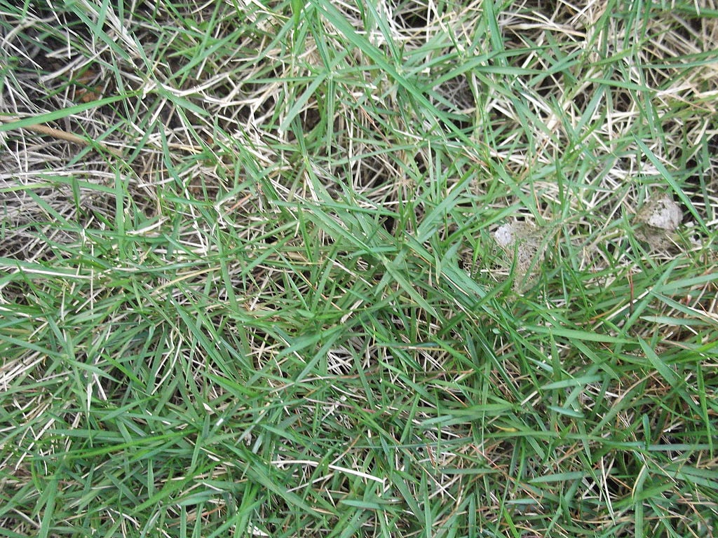 Zoysiagrass in lawn