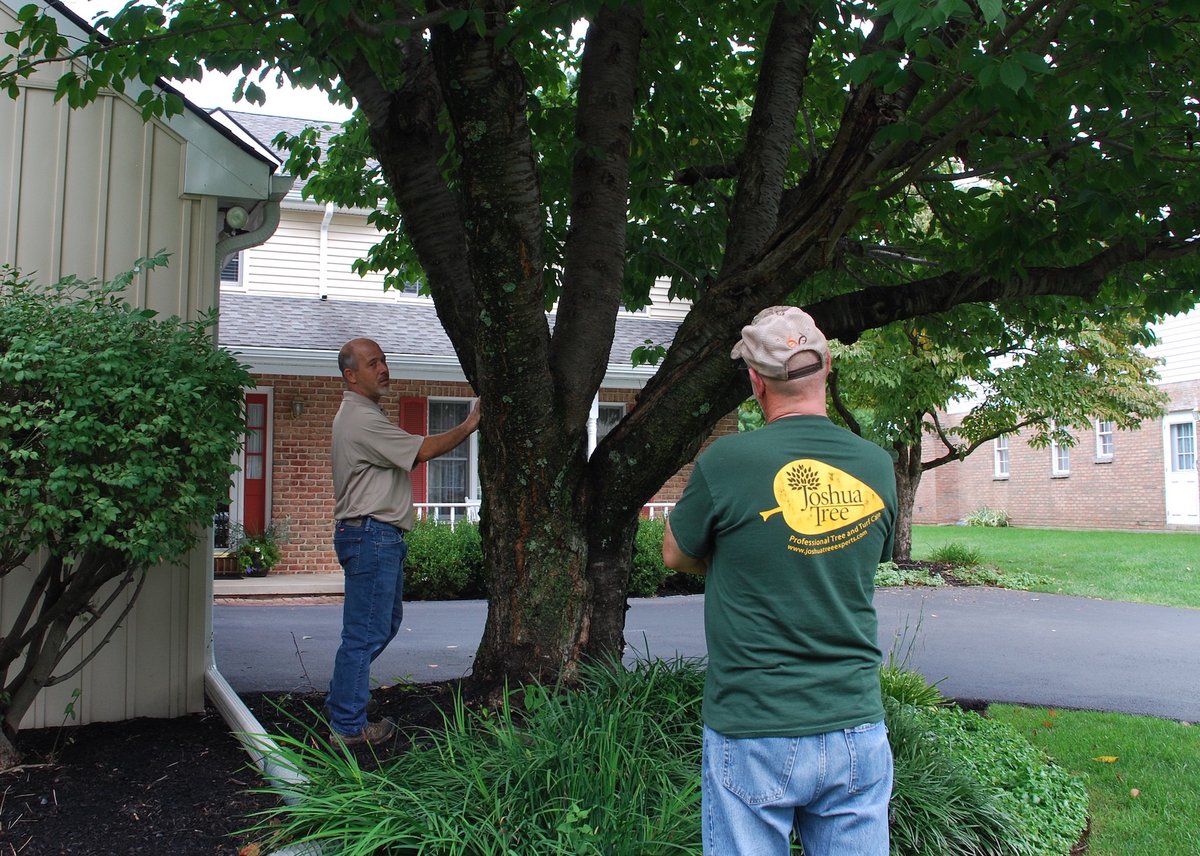 account managers inspect tree at client property