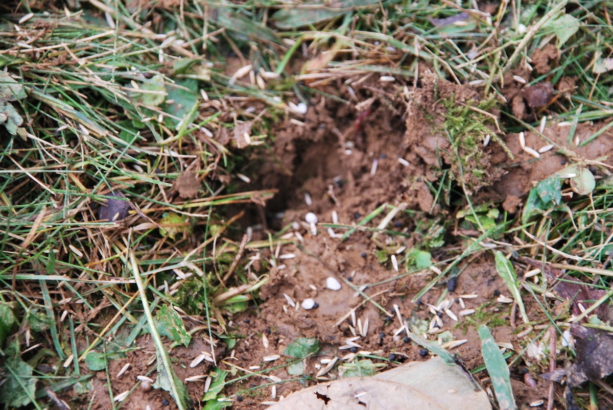 aeration-overseeding-close-up