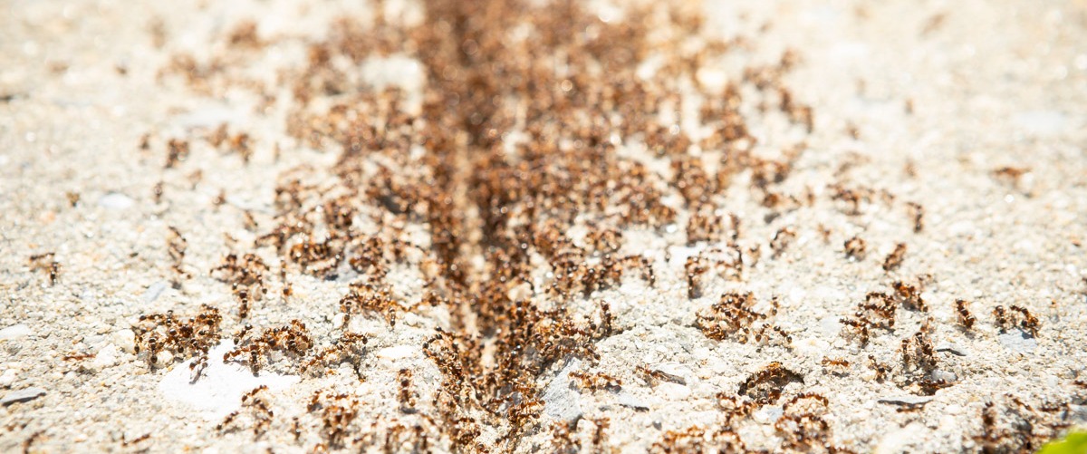 ants on sidewalk closeup