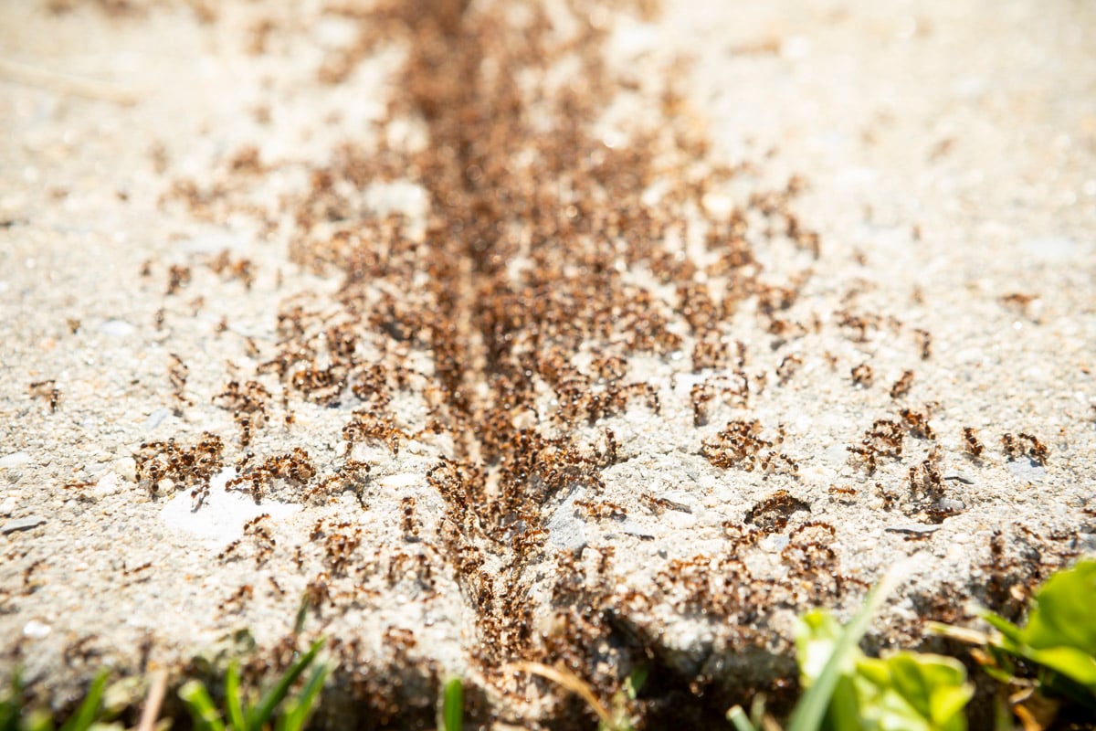 ants on sidewalk 