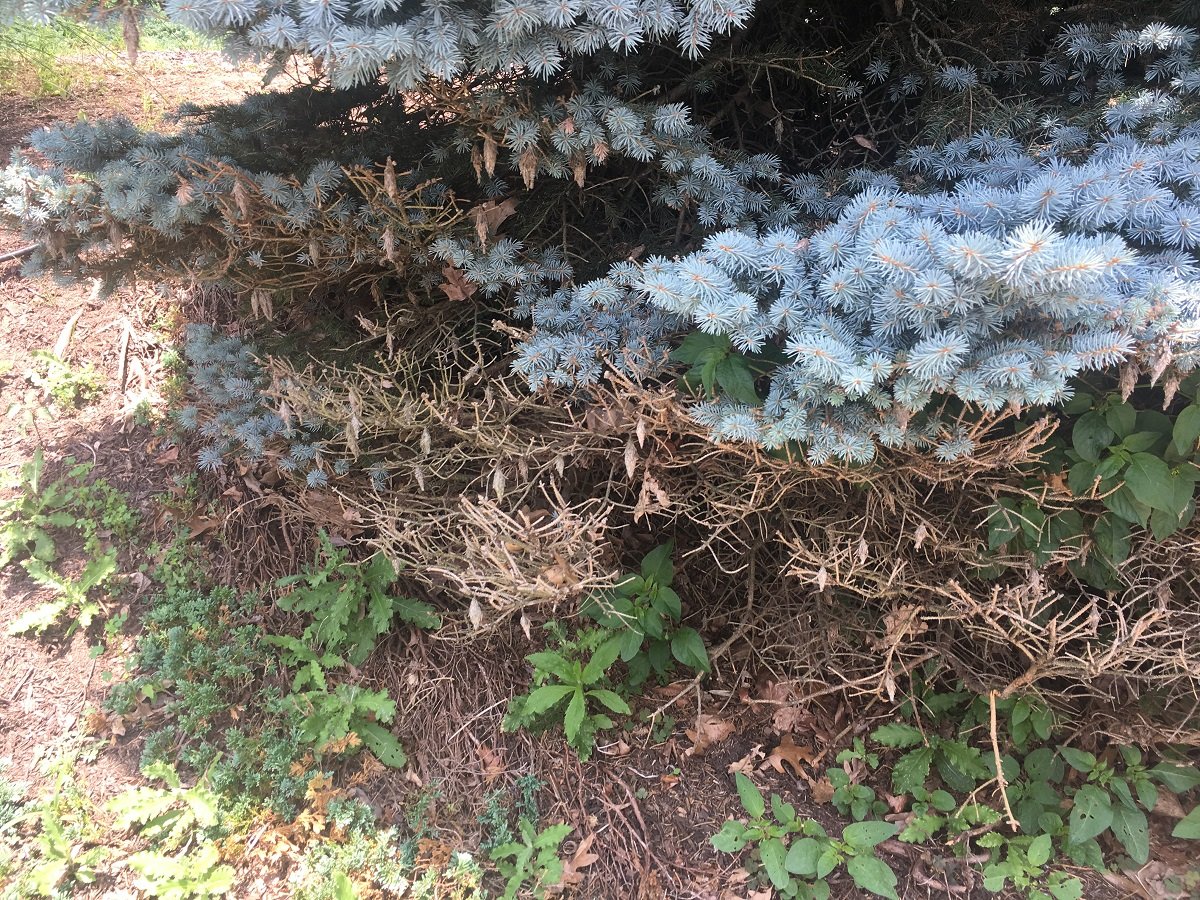 bagworm damage on evergreen tree