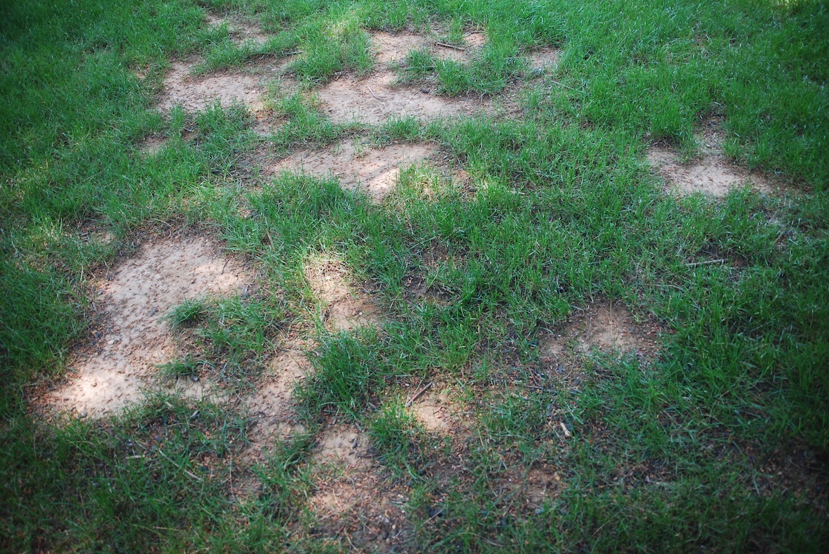 Why Are There Dead or Brown Spots in My Lawn? Tips for Pennsylvania