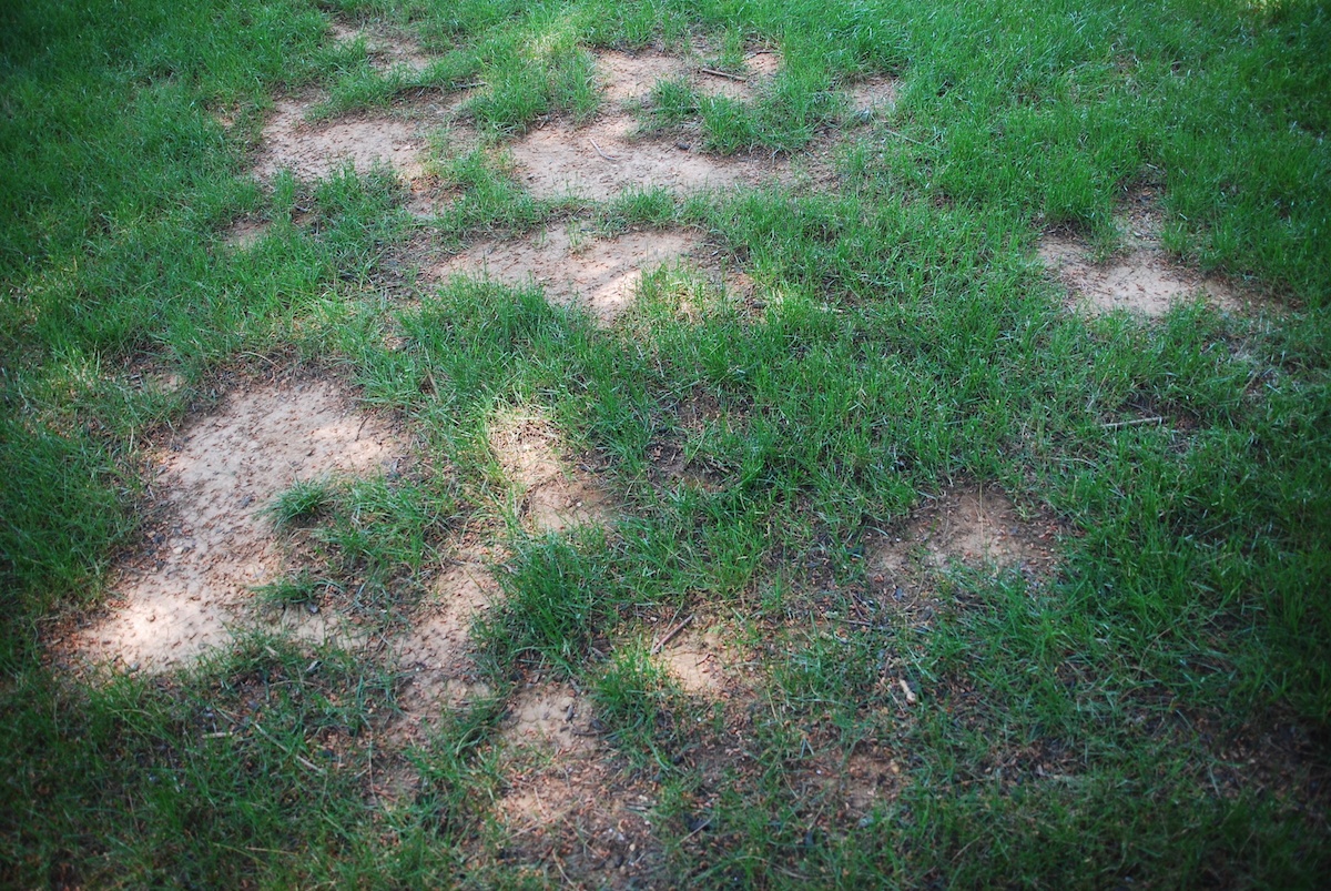 bare spots in ugly lawn