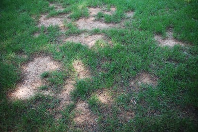Dead spots in lawn that need to be fixed