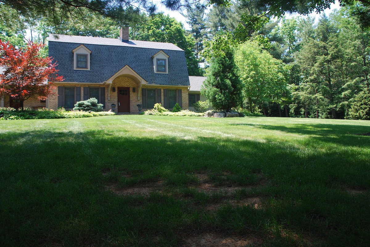 grass growing in shade