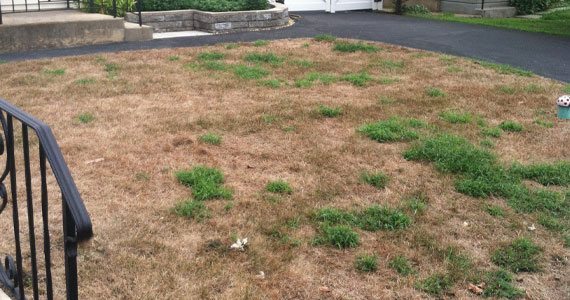 chinch bug  lawn damage 2