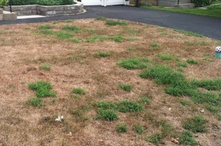 brown lawn damaged by chinch bugs