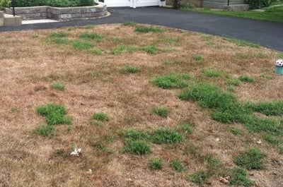 severe lawn damage caused by chinch bugs