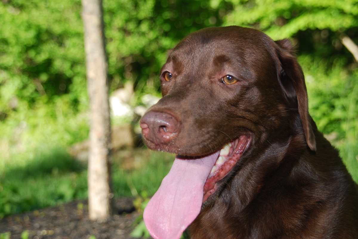 dog sitting outside near tree