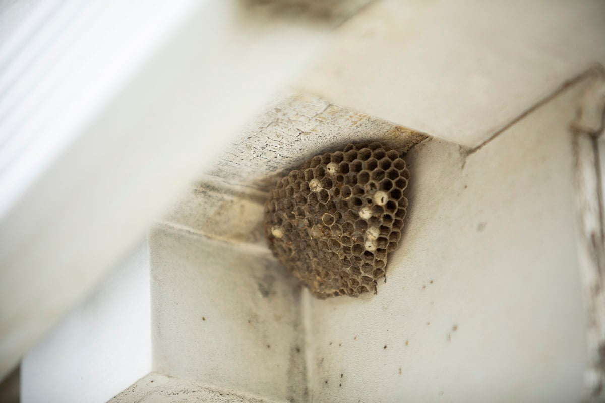 commercial pest control wasp nest