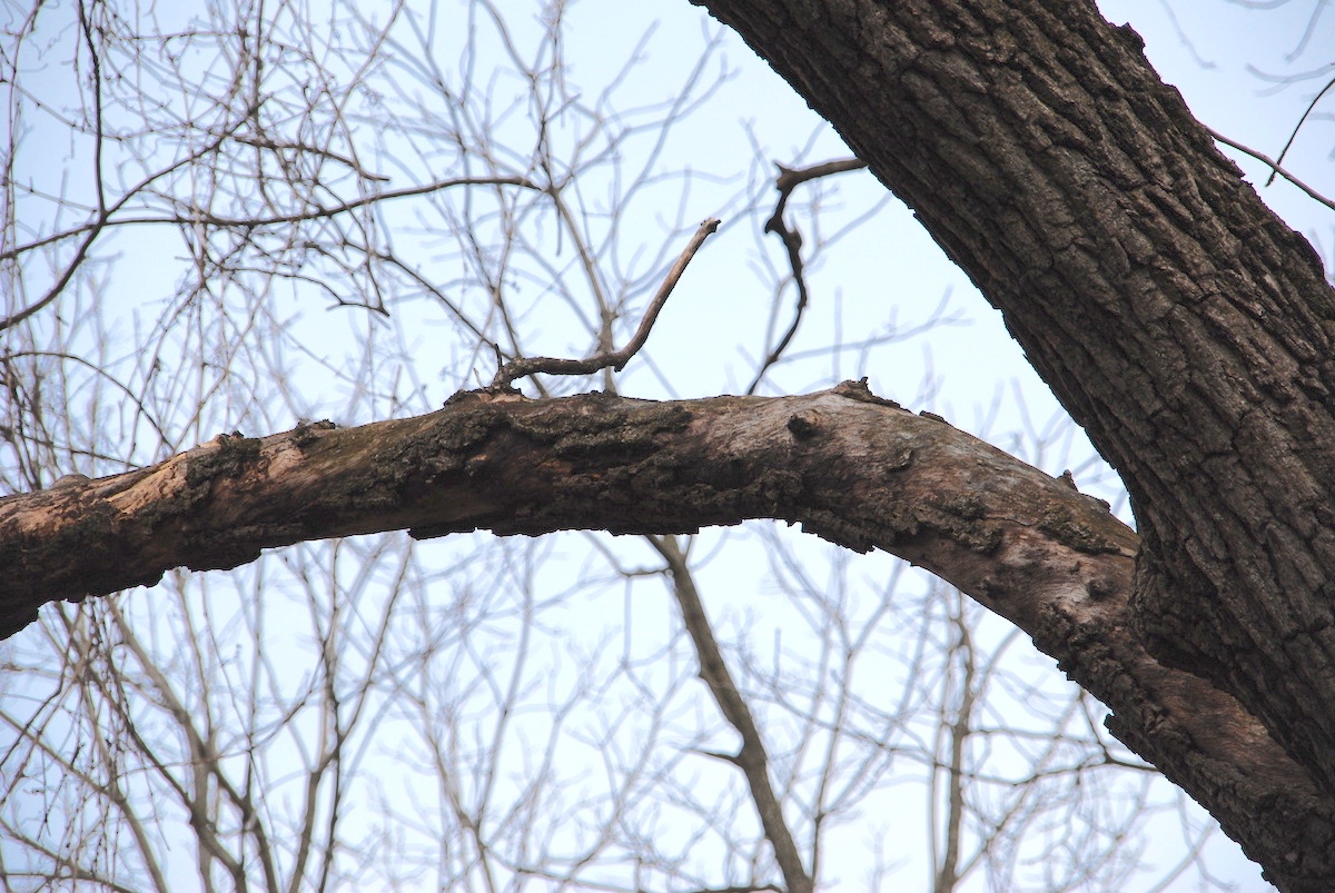 damaged tree that needs to be inspected