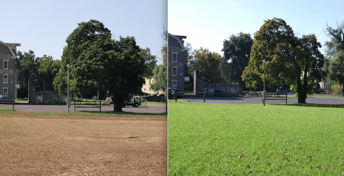 Before and after dead lawn and green lawn from aeration and overseeding