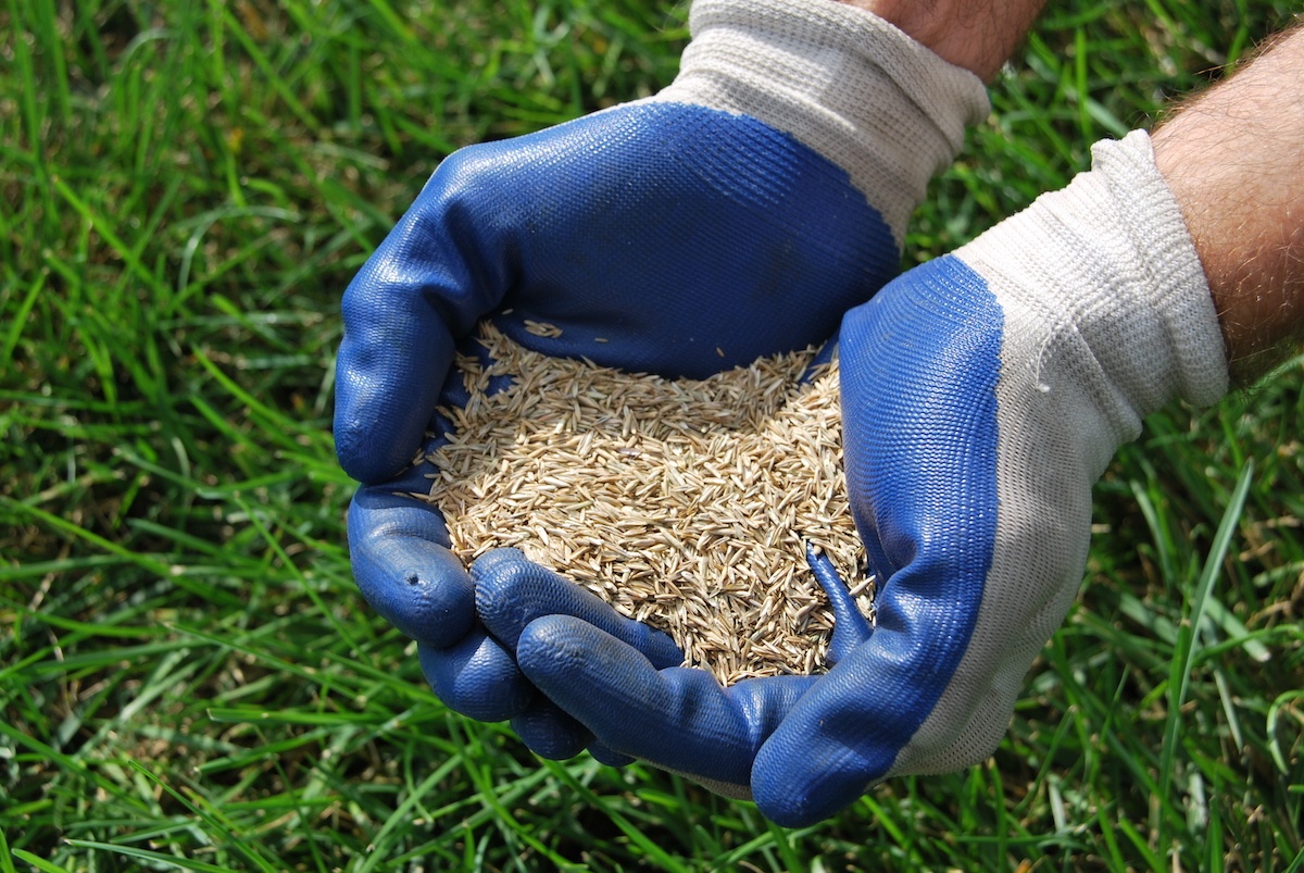 grass seed mix in hands