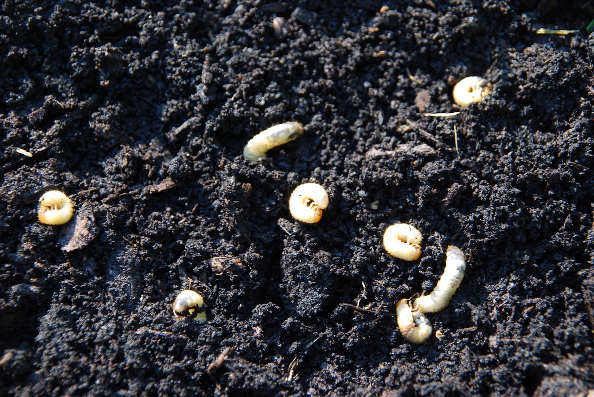 grubs in dirt