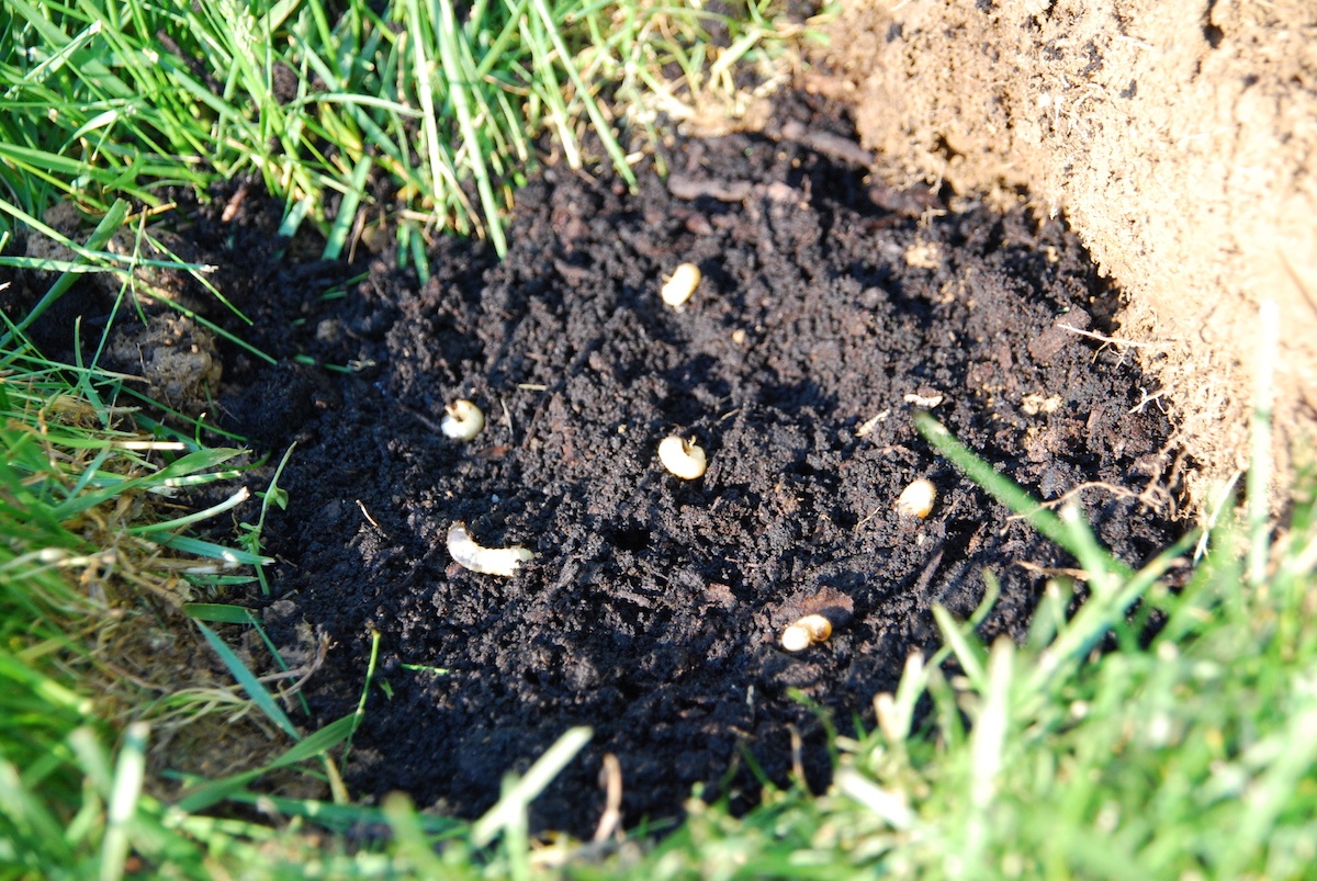 lawn with grubs in soil