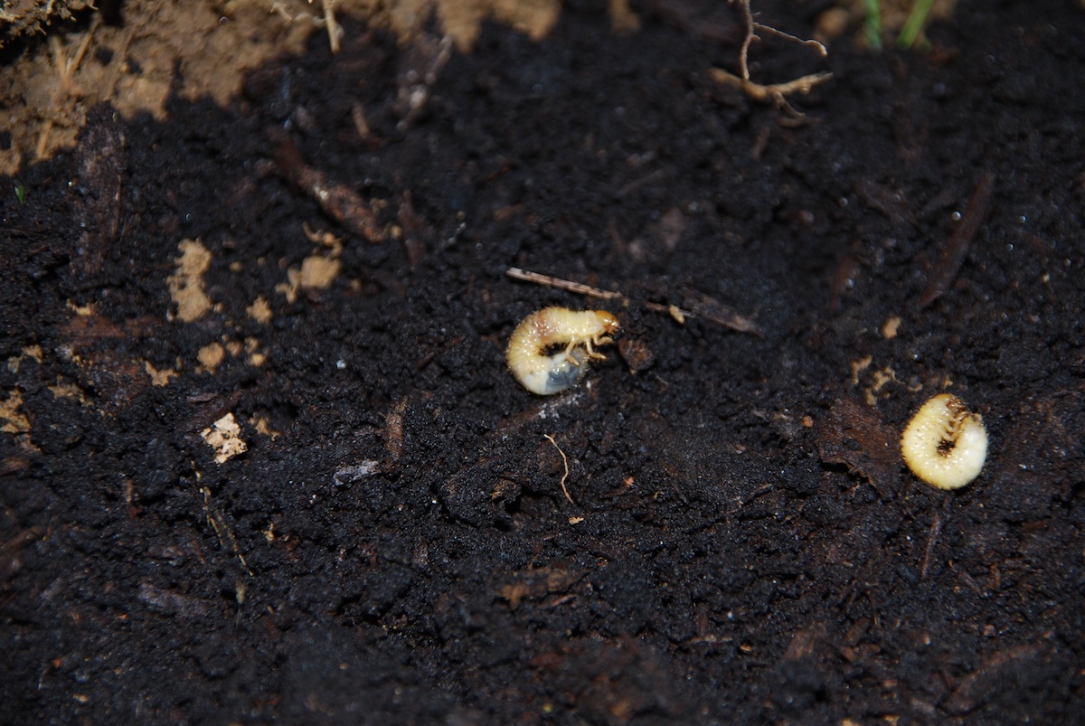close up photo of grubs in soil