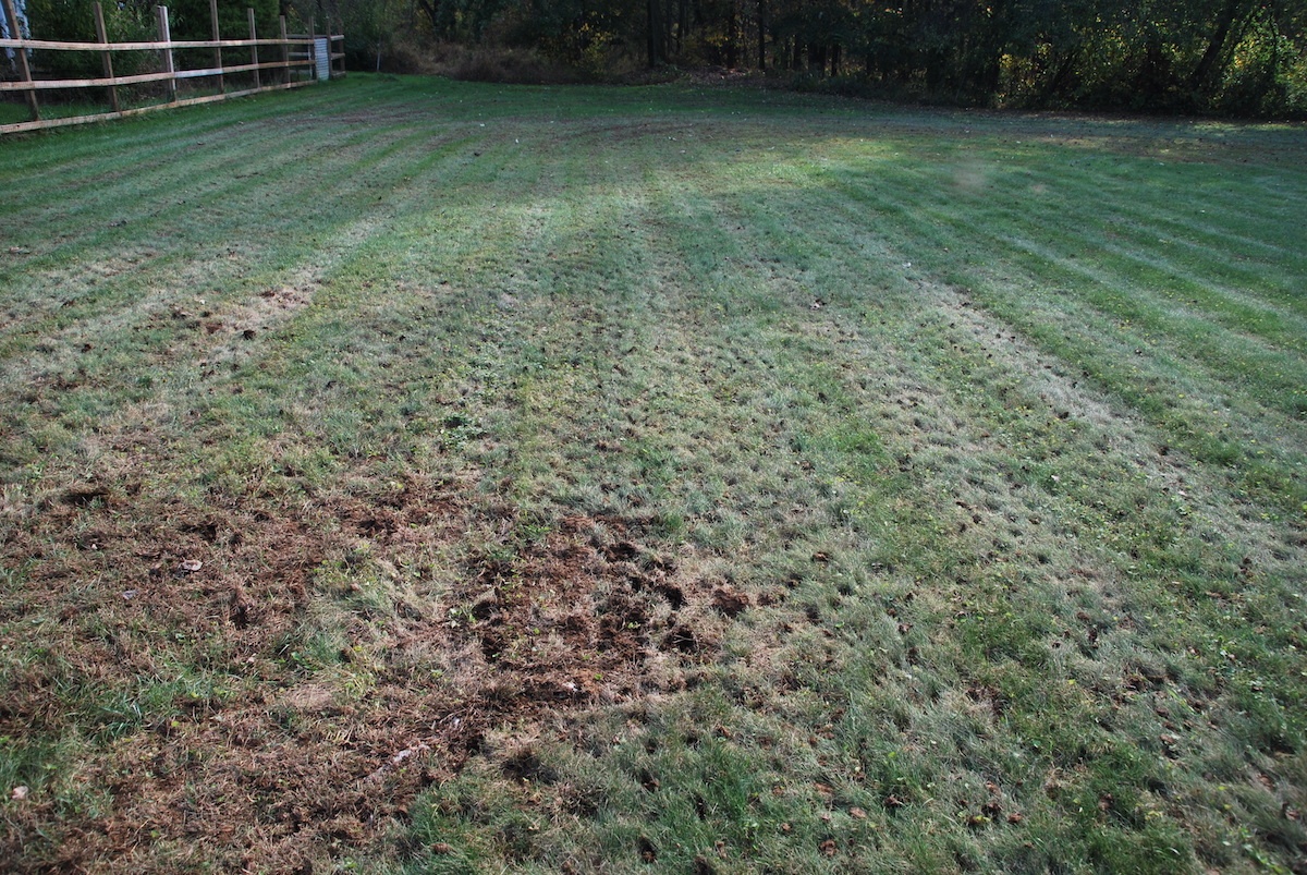 lawn after aeration