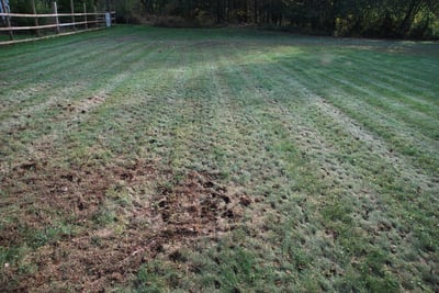 Lawn after aeration and overseeding
