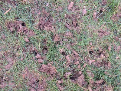 Lawn plugs and holes after aeration