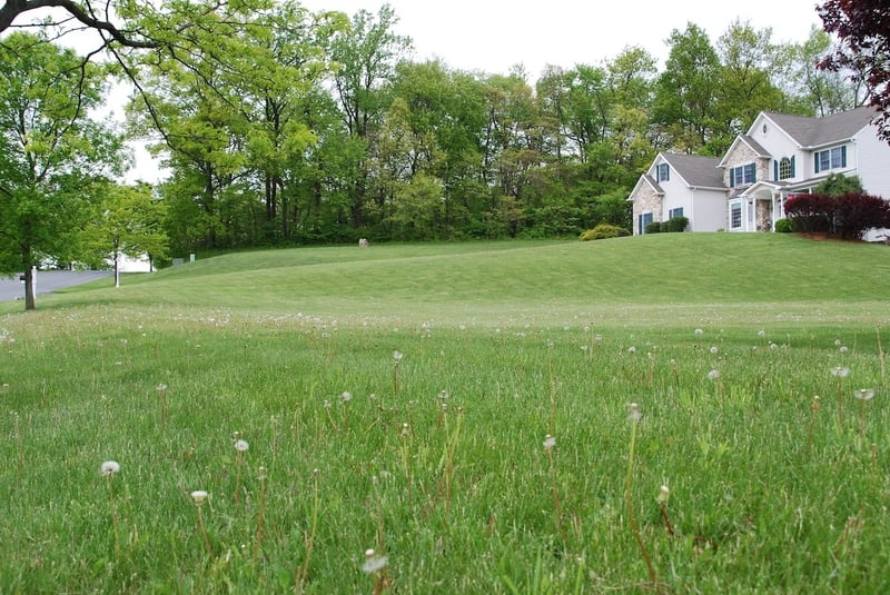 lawn with dandelions and weeds