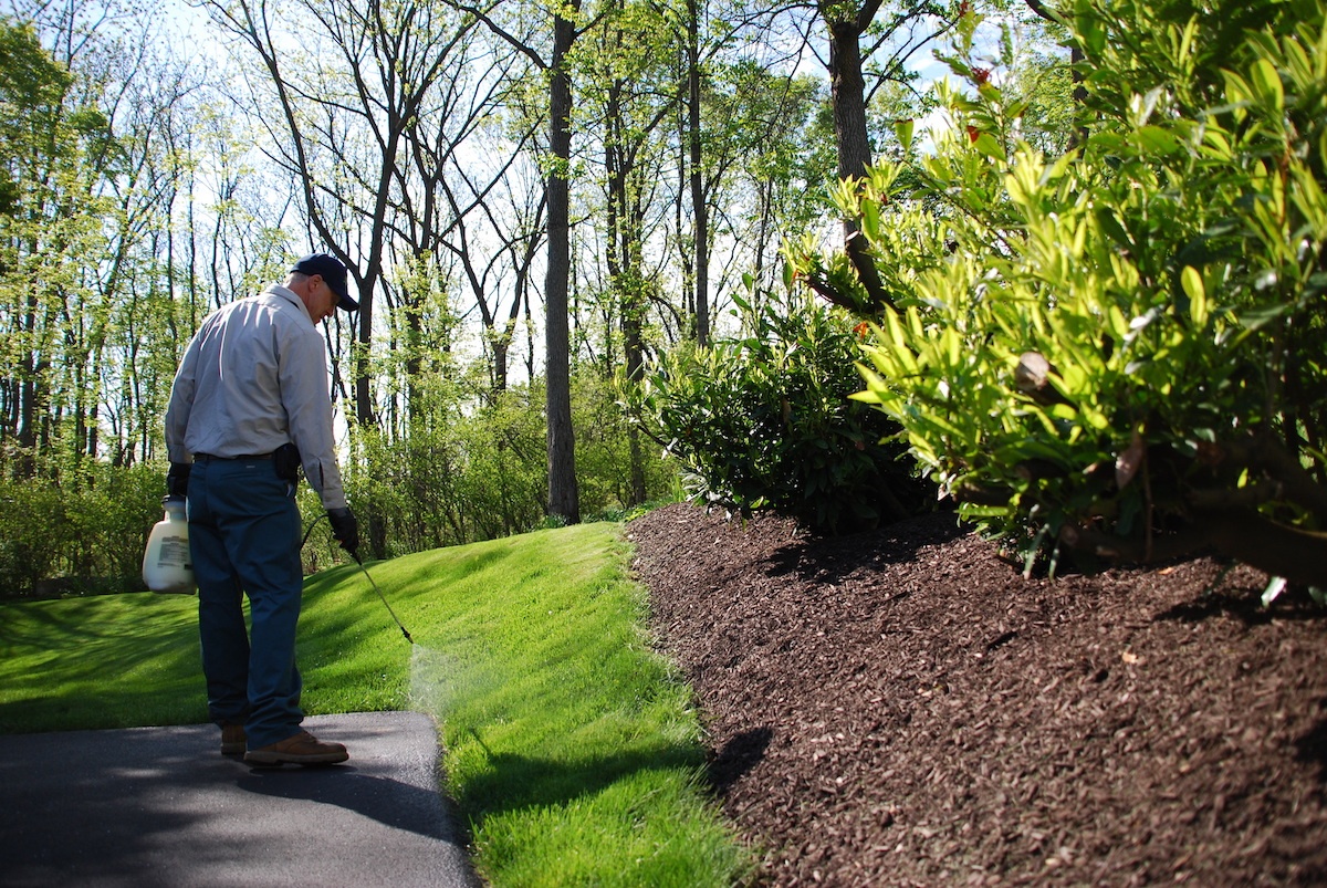 lawn technician spraying for weeds