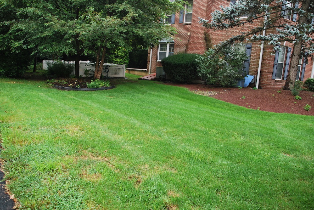 lawn with brown spots and weeds