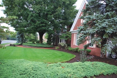 How to tell if a tree is dangerous and how a tree inspection can spot hazards.