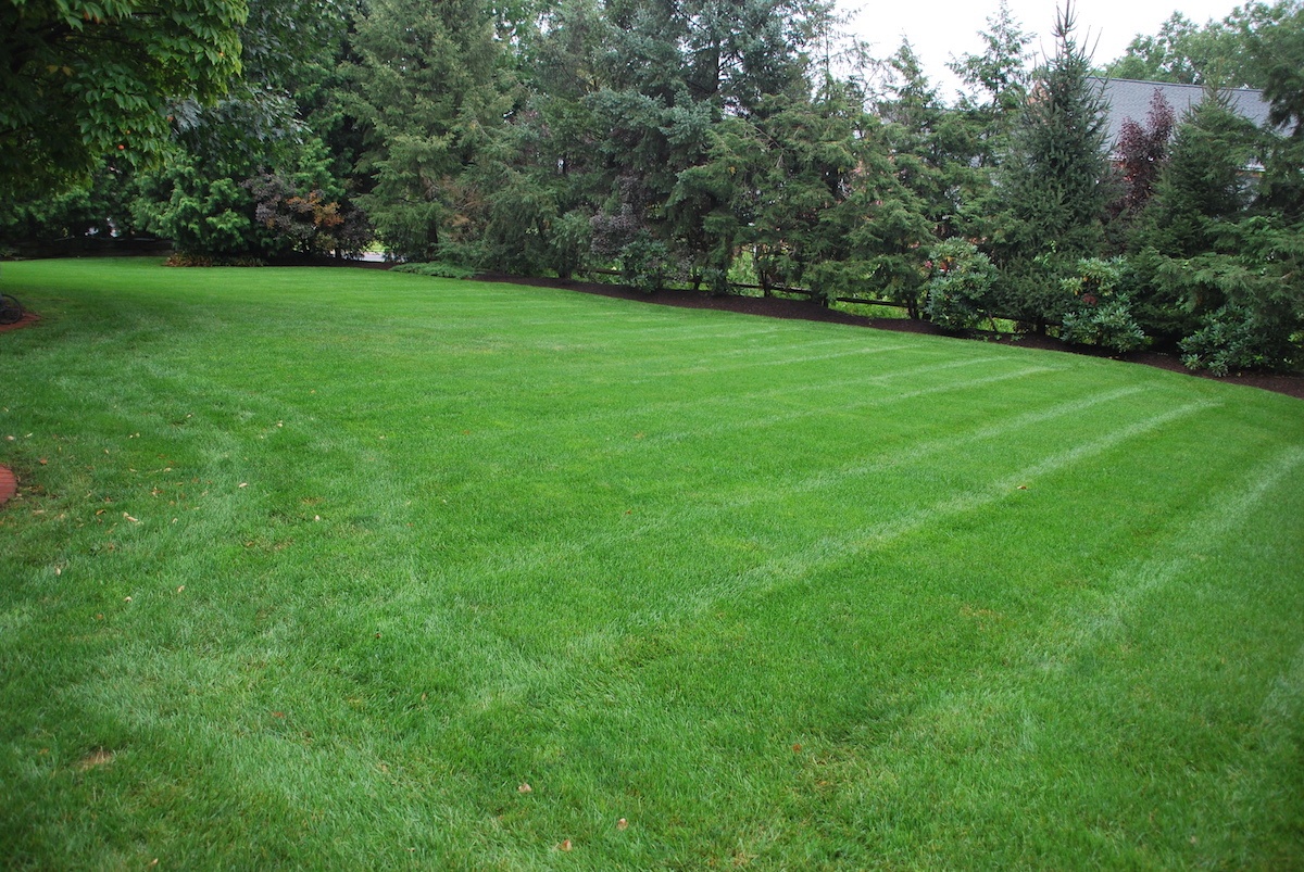 healthy lawn with soil testing