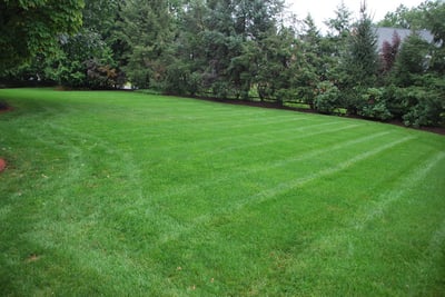 How to water grass seed at your Allentown, Bethlehem, or Easton, PA home. 