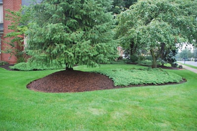 tree in lawn with mulch